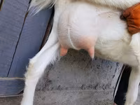 Ямаа, Saanen goat — 2 зураг