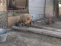 Kambing jantan, Hissar sheep — foto 7
