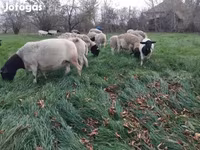 Schafe (Partie, Geschlecht nicht angegeben), Dorper sheep — Foto 2