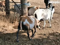 میش, Cameroon sheep — عکس 4