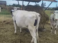 Ko, Holstein-race — foto 8