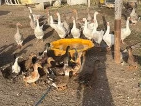 Ducks