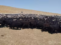 قوچ, گوسفند — عکس 6