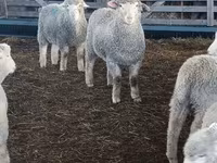 Sheep, Kuibyshev sheep — photo 2