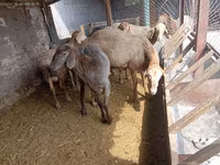 Berbec, Rhon sheep — foto 3