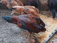 Chickens — 1 зураг