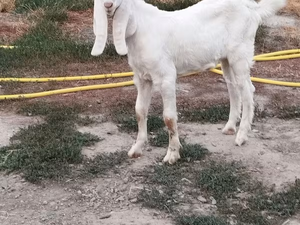 Kozioł, Beetal goats