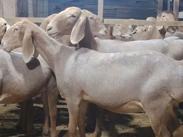 Kos, Arashan sheep