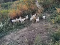 Chickens — foto 2