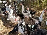Ducks — عکس 1