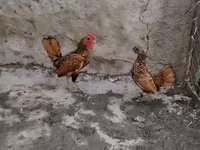 Bantam — Foto 1