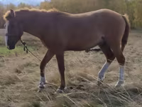 Kuda betina, Horses — foto 2