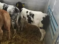 Rundvee (partij, geslacht niet gespecificeerd), Russian Black pied cattle — foto 8