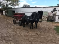 Klisna, Koně — foto 1