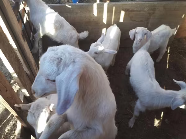 بز ماده, Saanen goat