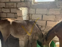 Kůň, Koně — foto 4