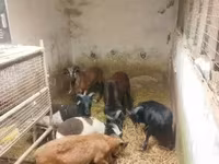 Schaf, Cameroon sheep — Foto 4