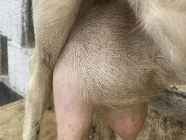 Echki, Saanen goat