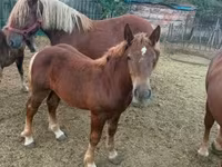 Kuda jantan, Hungarian horse breed — foto 4
