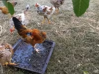 Japonský bantam — foto 7