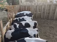 Bik, Russian Black pied cattle — fotografija 1