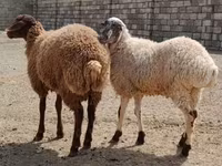 گوسفند (گروه، جنسیت مشخص نشده), گوسفند — عکس 1
