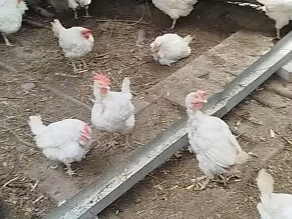 Chickens — 키르기스스탄