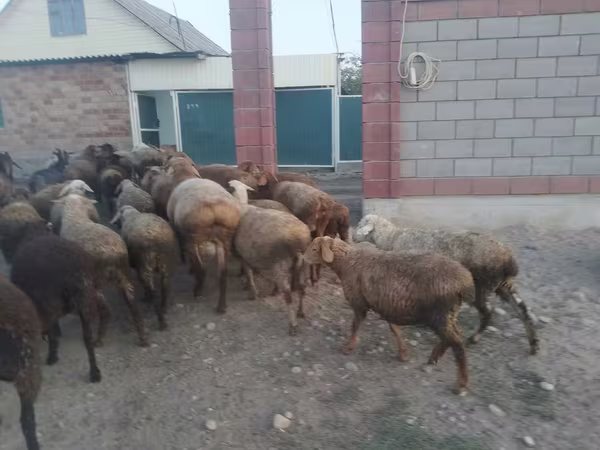 Қошқар, Kazakh fat-tailed coarsewool sheep