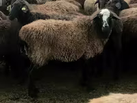 ஆண் ஆடு, ஆடுகள் — புகைப்படம் 2
