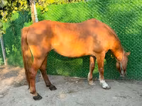 مادیان, اسب — عکس 2