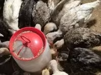 Turkeys — φωτογραφία 1