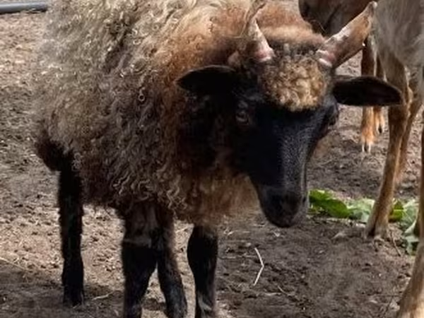 Ram, Racka sheep — Hungary