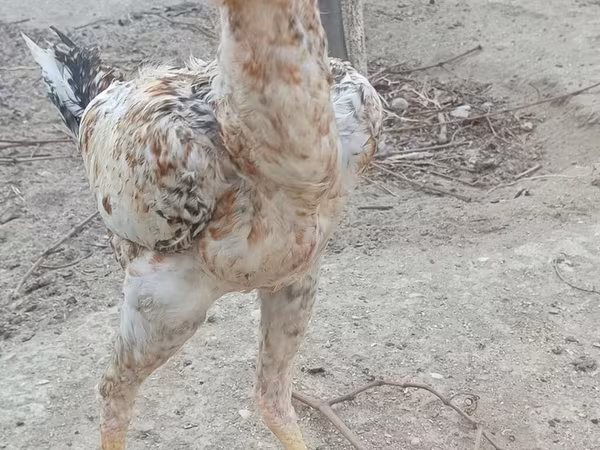 Chickens