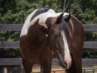 ცხენი, Friesian — ფოტო 6
