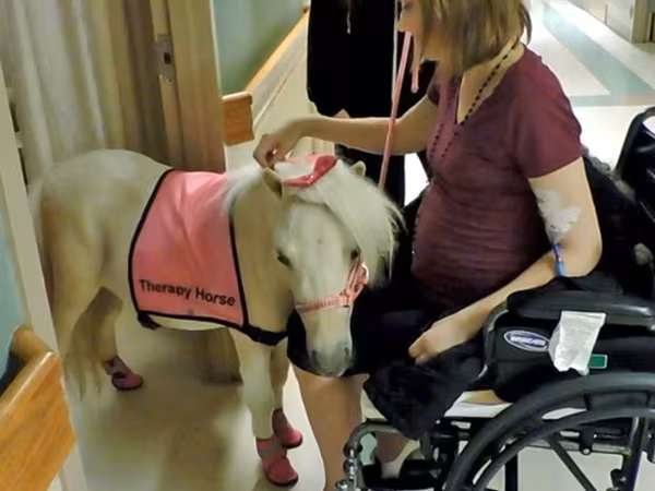 مادیان, Miniature horse