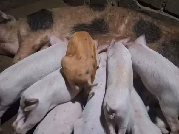 公猪, Pigs