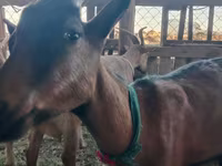 雌ヤギ, Alpine goat — 写真 4
