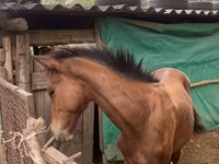ঘোড়া, Friesian sport horse — ছবি 2