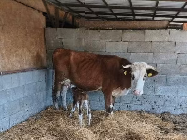 Bull, Simmental cattle — Hungary