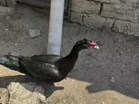 Ducks — عکس 2