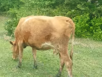 گاو ماده, Simmental cattle — عکس 2