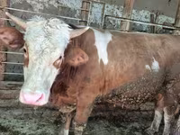 Býk, Simmental cattle — foto 3