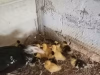 Ducks — عکس 7