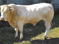 Býk, Blonde d’Aquitane cattle — foto 3