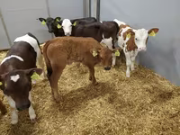 گاو ماده, Simmental cattle — عکس 2