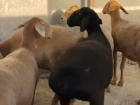 Ovce, Arashan sheep — foto 5