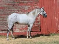 Cal, Tennessee Walking Horse — foto 8