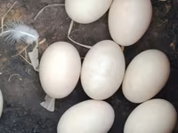 Ducks — عکس 5