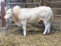 Býk, Blonde d’Aquitane cattle — foto 4