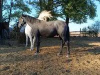 Hingst, Lipizzaner — foto 3